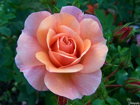 singe cul rose|one rose flower.